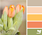 tulip hues