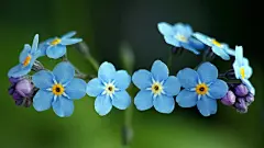 勿忘我_紫草_星辰花_补血草_精美花朵_花卉美图_勿忘草_桌面壁纸_爱壁纸HD
