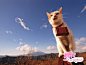 日本广告新星——猫咪“NYARAN”