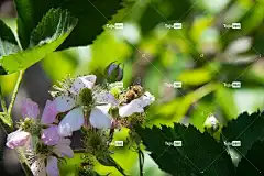 蜜蜂 美丽的花朵 黑莓花 授粉 自然 花卉背景 花 衬套 花壁纸