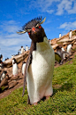 Rockhopper Penguin, Carcass Island in the Falkland Islands Archipelago ~ Photo by Jim Zuckerman