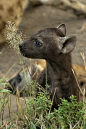 Baby hyena (the age of innocence) by Len Webb on Fivehundredpx