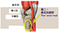 人体解剖·鹅足滑囊