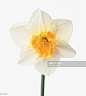 White daffodil with yellow trumpet : 圖庫照片
