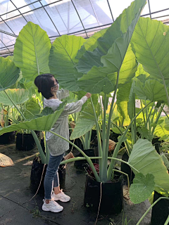 熊喵333采集到植物意向图