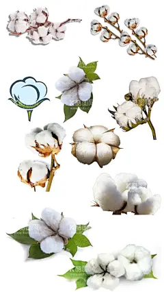 高清免扣棉花素材  - 源文件下载【酷图网】棉花,棉,棉花作物,棉花植物,花,手绘棉花,棉花插画,棉花树,手绘棉花树,棉花素材,棉花元素,设计素材,设计,PSD分层素材
