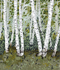 birches.jpg