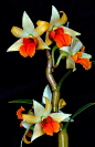 Dendrobium orchid                                                                                                                                                     More: 
