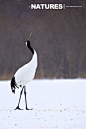 日本丹顶鹤在雪地上拍摄日本冬季野生动物之旅