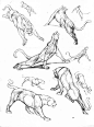#绘画教程# #绘画参考#大型猫科动物的结构（图片均来自网络收集）