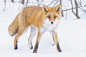Hiroki Inoue动物摄影欣赏:狐狸