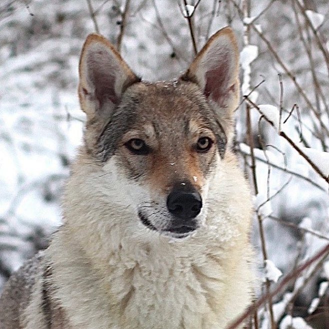 【狼友聚会 】#狼# #狼犬# p1，其中包括捷克狼犬（Czekoslovakia Wolfdog）、撒阿路斯狼猎犬 ...
