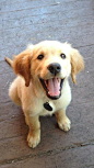 happy puppy!
