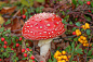 fly-agaric-3784280_960_720.jpg (960×640)