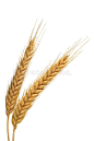 This may contain: two stalks of wheat on a white background royalty images and clippings are included in this image