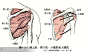 人体解剖--骨骼，肌肉很全面的套图