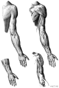 【人体肌肉结构分析】 ​​​​