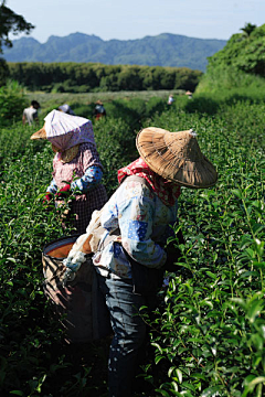 不是粽子采集到茶