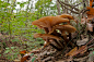 Armillaria mellea (the Honey Mushroom) by Tonci Maletic on 500px