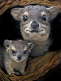 The HyraxHyraxes are small mammals often mistaken for rodents, but are most closely related to elephants and manatees.  Found in Africa and the Middle East, they weigh up to 11 pounds and their length can reach 28 inches.  Hyraxes share several unusual ch