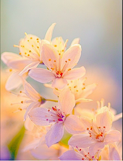 狐狐采集到花花们