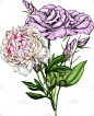 花束,牡丹,Lisianthus,动物手,浪漫,植物学,自然,图像,绘制,花