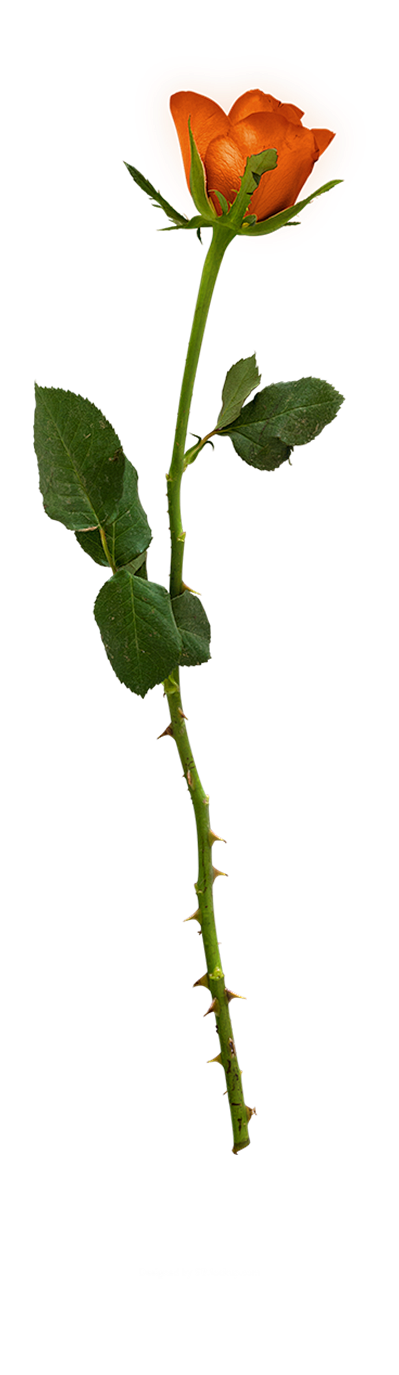 情人节玫瑰花 藤蔓 叶子 玫瑰 png素...