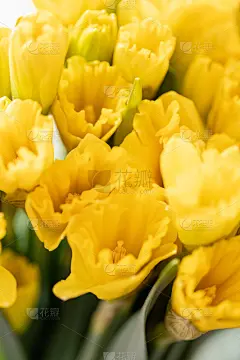春天,水仙花,园艺,黄色,荷兰,花束,花店,壁纸,概念,花