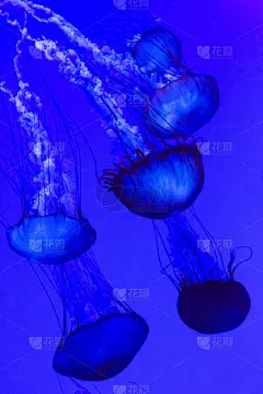 水母，太平洋海荨麻Chrysaora fuscescens。