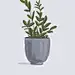 植物