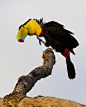 fairy-wren:

Keel-Billed Toucan. Photo by John Afdem
