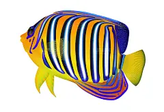 海底海洋生物海洋鱼类热带鱼多彩鱼类菜谱手绘插画ai矢量设计素材-淘宝网