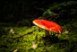 Photograph Mushroom by Rúben Lourenço on 500px