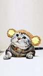 动物 猫咪 狗呆萌 喵星可爱 宠物 自然 萌宠尽在 ------> @花道士