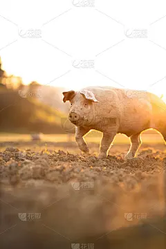 在有机肉类农场的草地上吃东西的猪