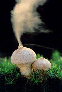 沉墨不言采集到各种蘑菇