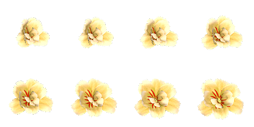 花瓣序列-570601