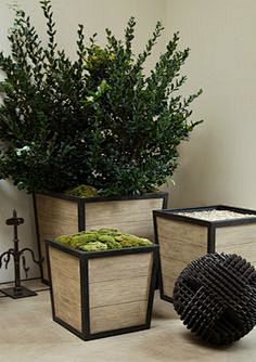 boxwood planter from...