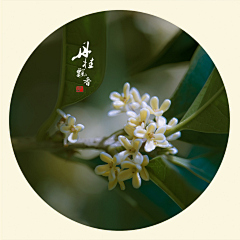 安茉汐采集到季节·黄色·植物
