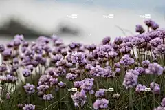 花 美丽的花朵 海岸 海 花壁纸 海滩 景观 花卉背景 自然