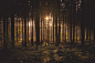 Free Forest Glade photo and picture