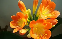 君子兰图片电脑桌面壁纸