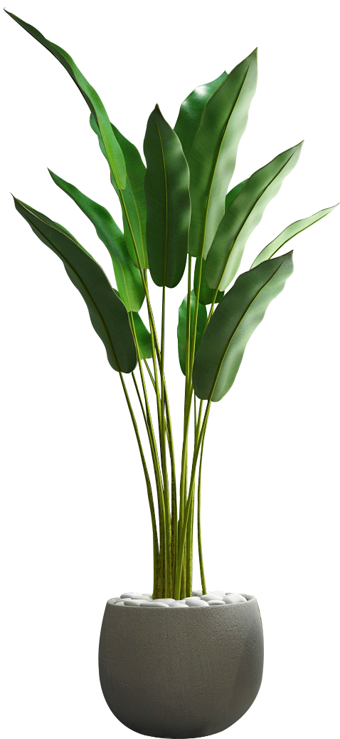 植物盆栽绿植绿叶摆件装饰热带植物