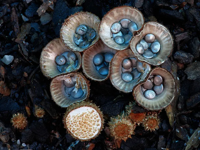 Cyathus Striatus-花瓣网