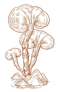 灵芝简笔