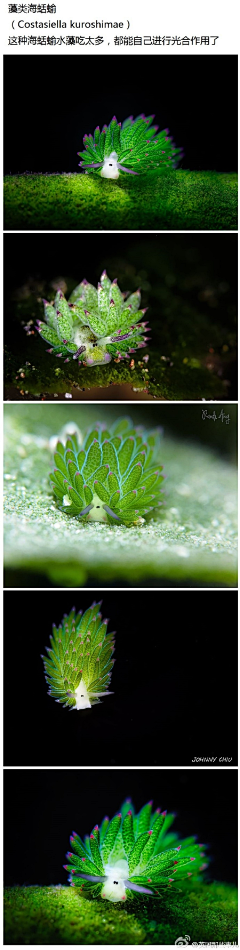 麦麦麦麦肾采集到动物