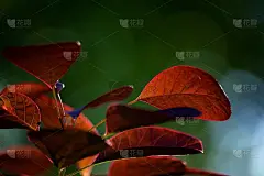 绿色背景下的红叶。蓝莓布什花园。秋天