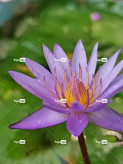 花 美丽的花朵 花卉背景 自然 莲花 花壁纸 泰国莲 有天赋的人