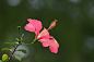 扶桑花 Hibiscus rosa-sinensis in Taiwan : 扶桑花 朱槿(學名：Hibiscus rosa-sinensis L.)是一種屬於錦葵科(Malvaceae)木槿屬(Hibiscus)的常綠灌木或小喬木，又稱赤槿、日及、佛桑、扶桑、紅扶桑、紅木槿、桑槿、火紅花、照殿紅、宋槿、二紅花、花上花、土紅花、假牡丹、燈籃仔花，因原產於中國南部，歐洲各語系依循其拉丁學名皆稱朱槿為中國玫瑰(英文：Rose of China、China rose)。由於早期花色大多為紅色，中國嶺南一帶將之俗