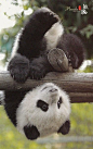 Baby Animals Pictures, Bear Pictures, Cute Wild Animals, Cute Animal Photos, Funny Animal Pictures, Cute Funny Animals, Animals Beautiful, Animals And Pets, Photo Panda